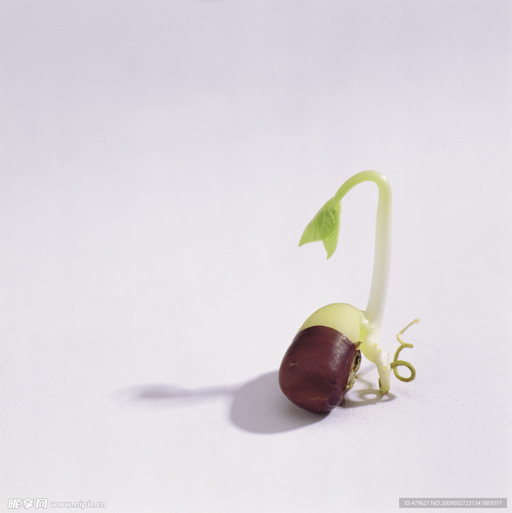 豆芽