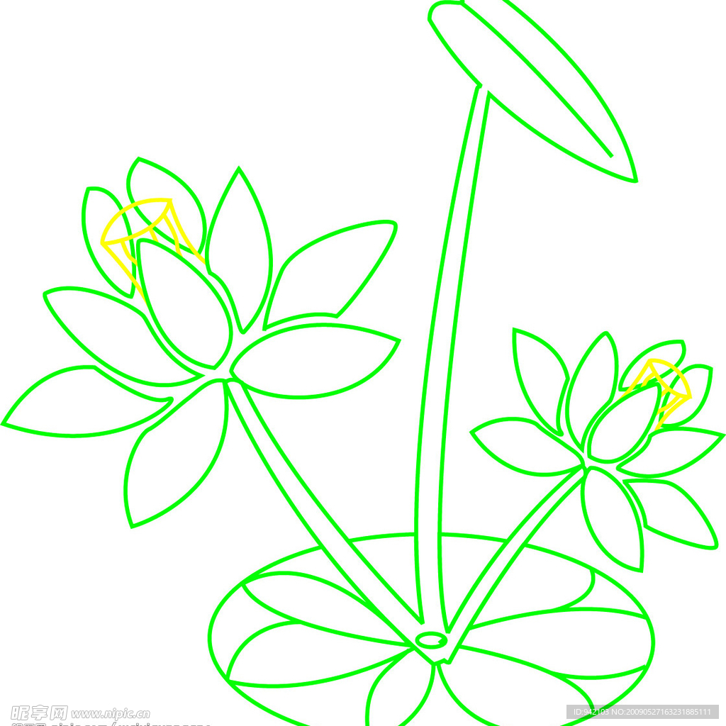 荷花