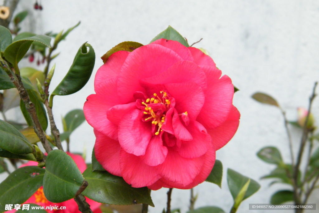 茶花