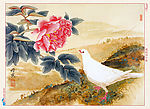 牡丹