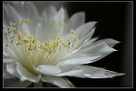 仙人球花