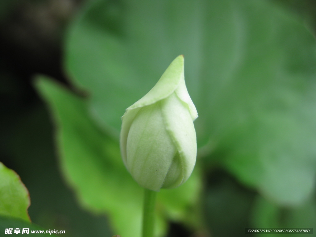 花蕾
