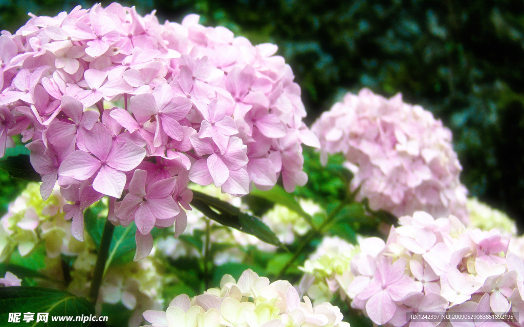 花朵盛开
