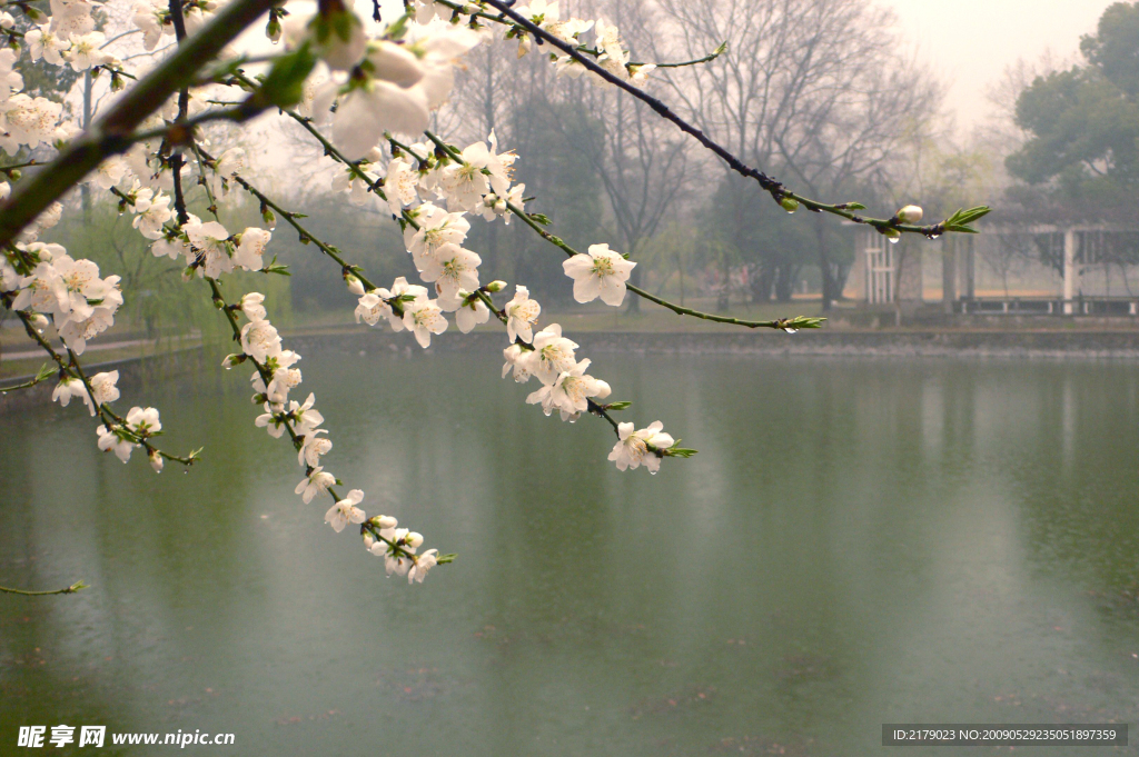 梅花湖景