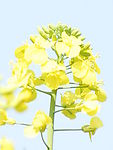 油菜花