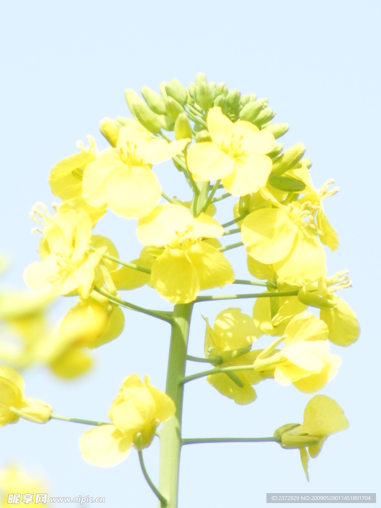 油菜花