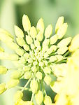 油菜花