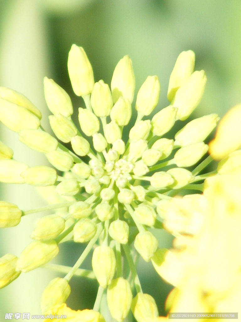 油菜花