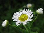 白花