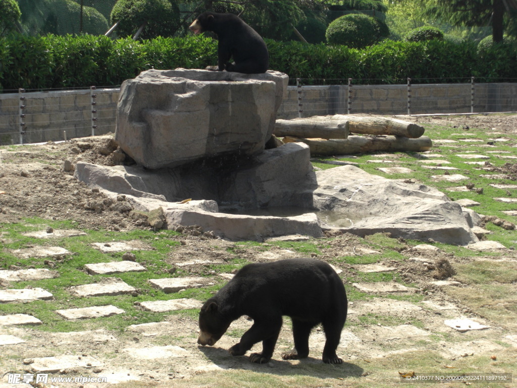 黑熊