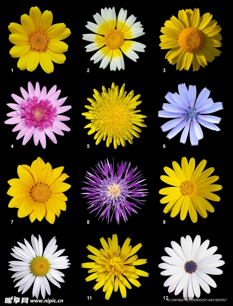 12种菊花