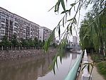 垂柳叶子特写