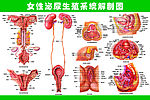 女性泌尿生殖系统解剖图