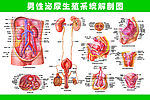 男性泌尿生殖系统解剖图