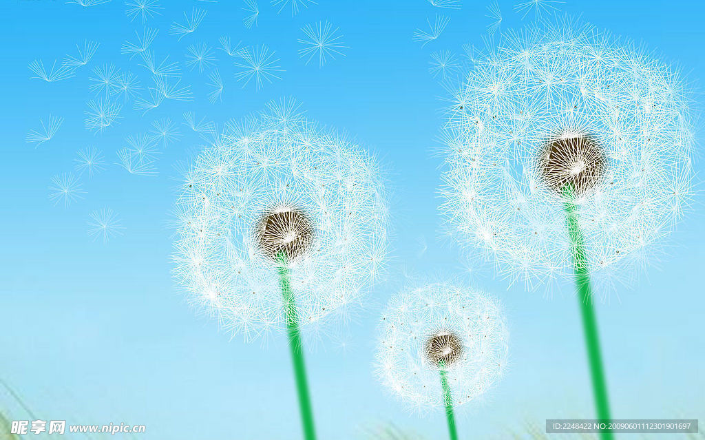 蒲公英