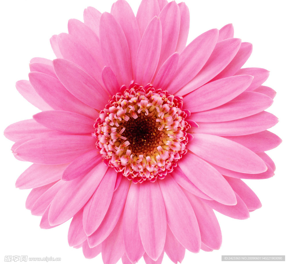 雏菊