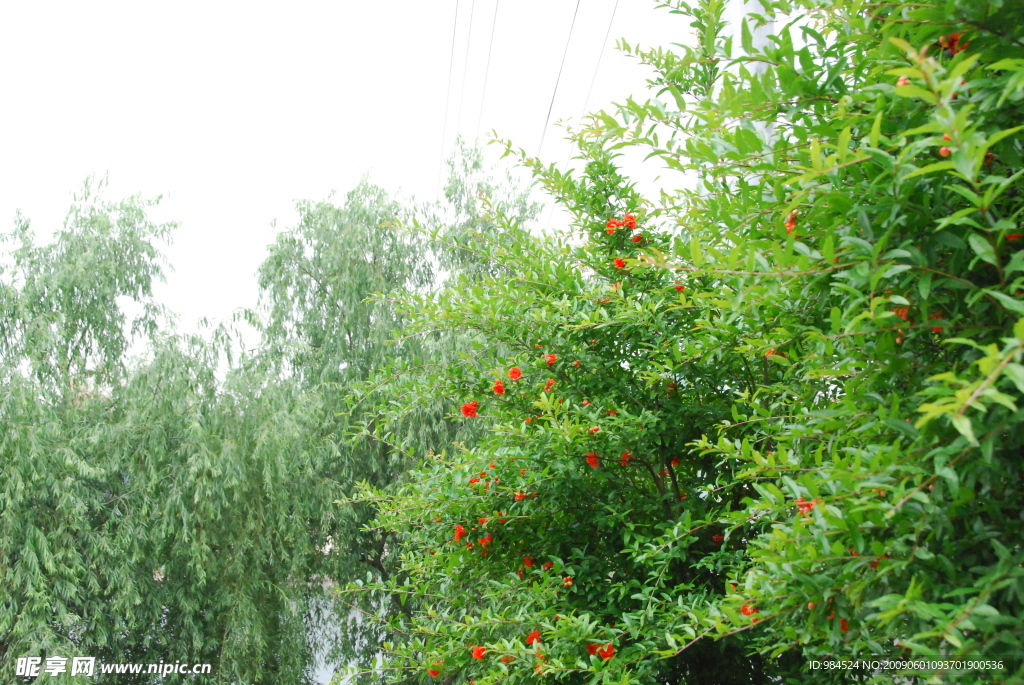 花草