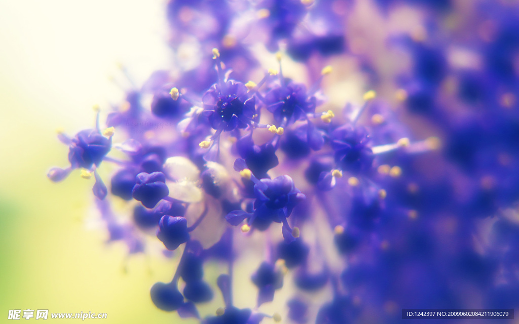 花朵背景