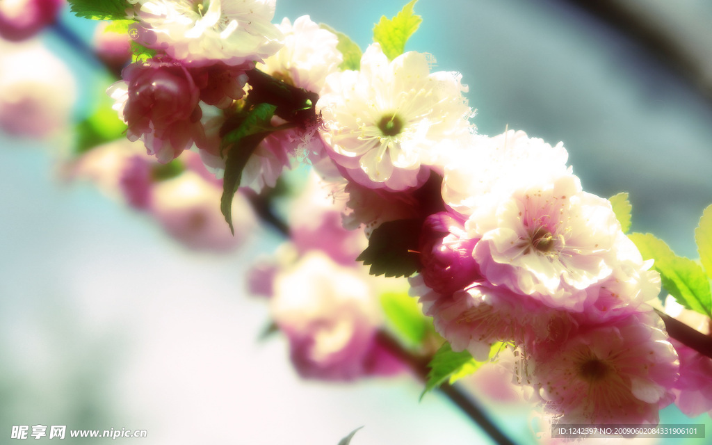 花朵背景