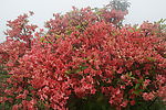 杜鹃花