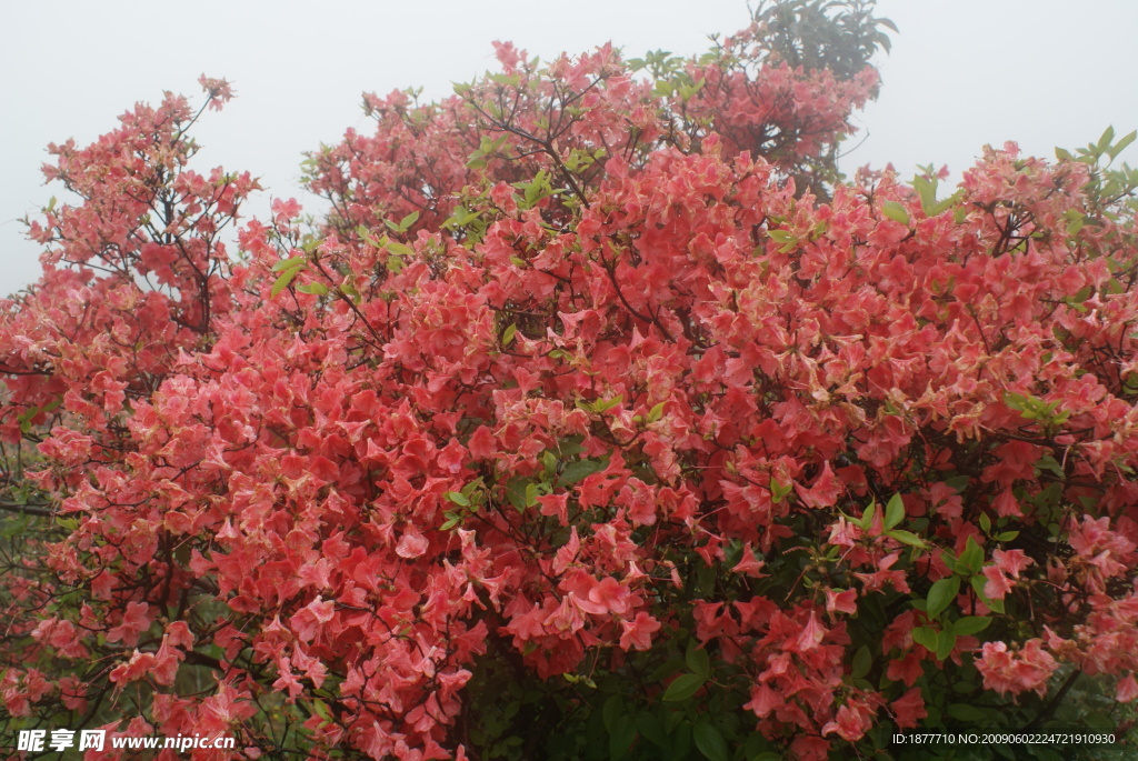 杜鹃花