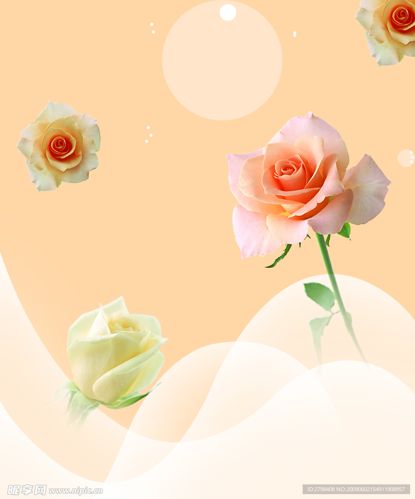 四朵美丽的玫瑰花