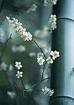 四季花木