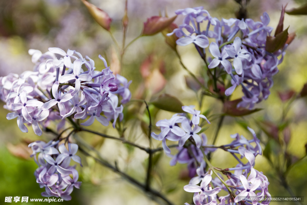 紫丁香花