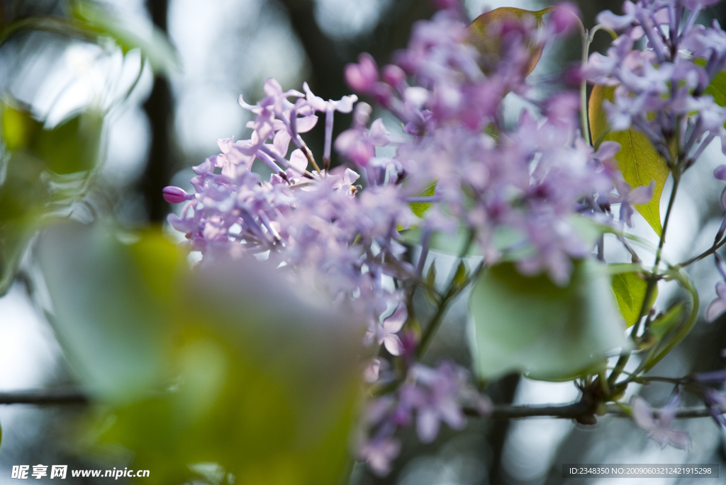 紫丁香花