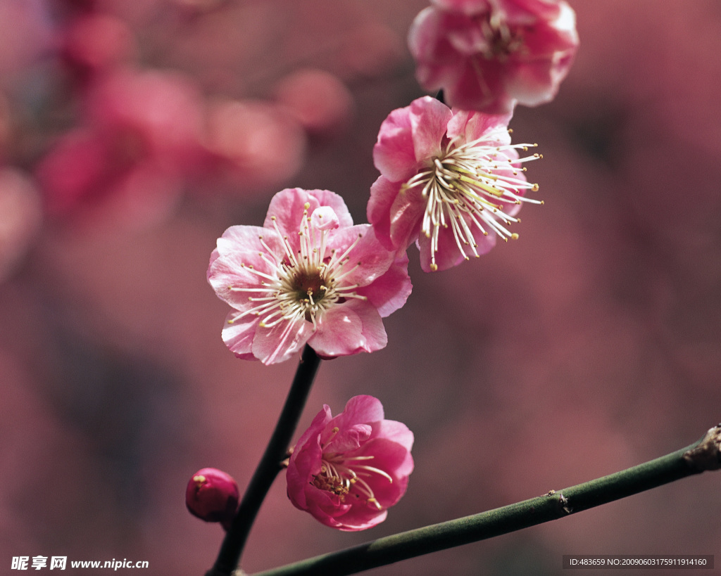 粉色桃花