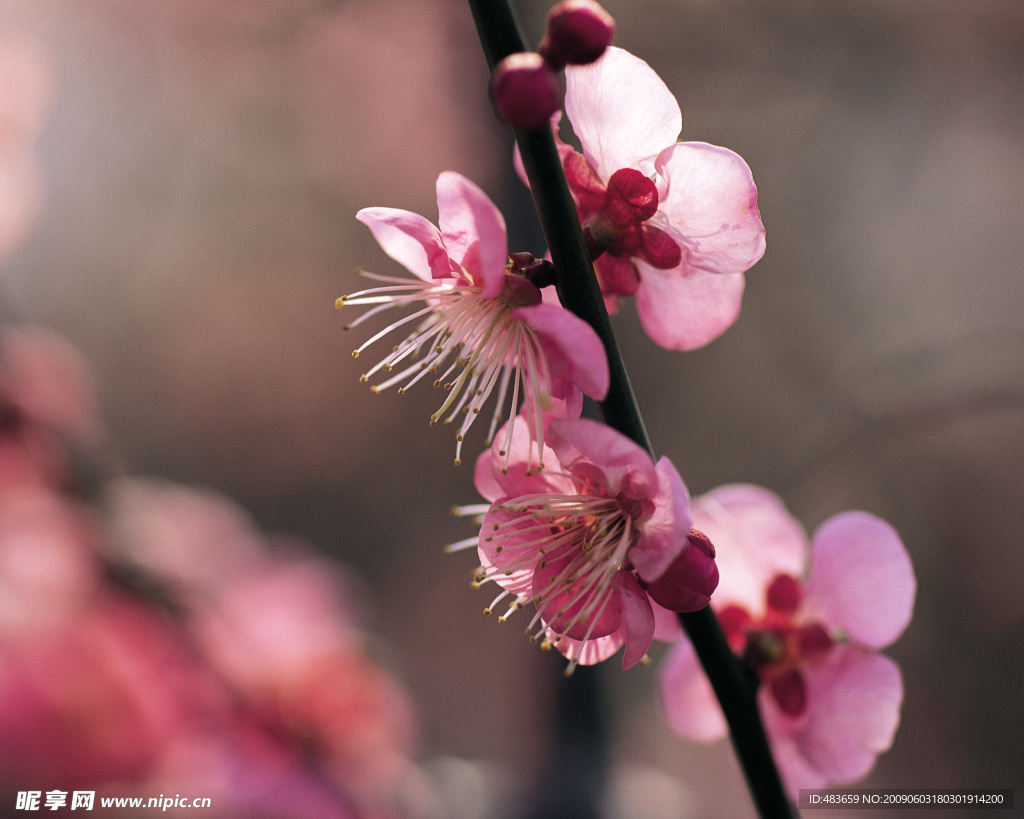 小樱桃花