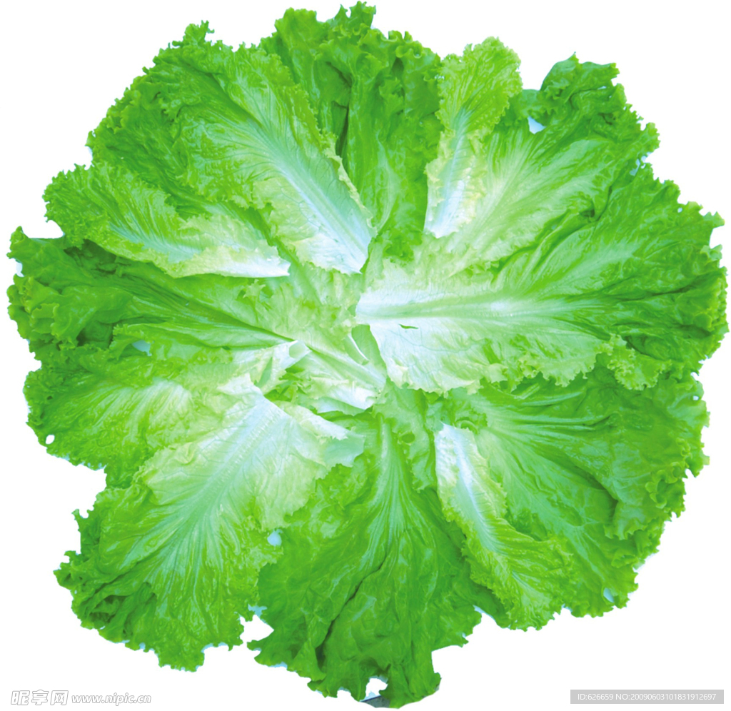 蔬菜油麦菜摄影图 高清摄影大图-千库网