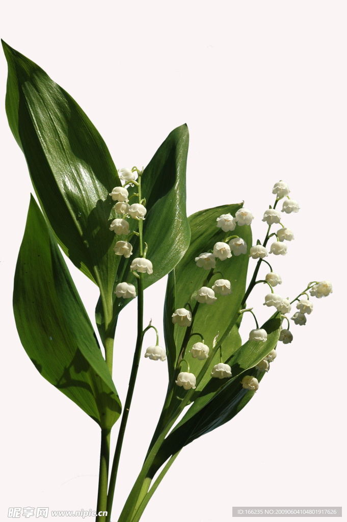香料6
