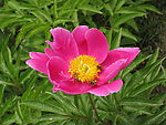 花卉
