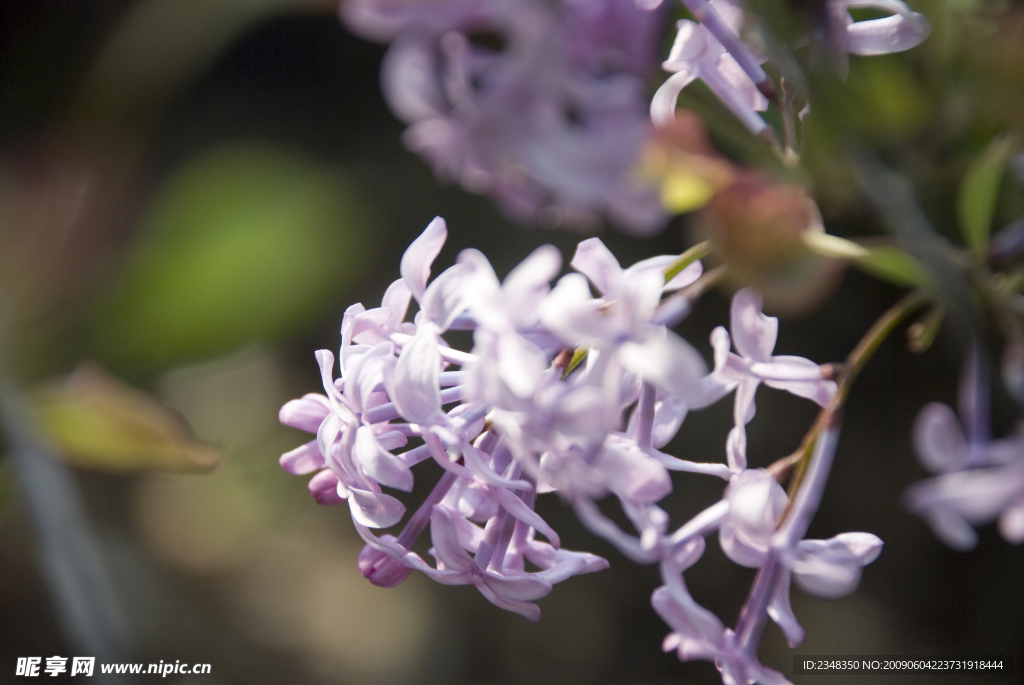紫丁香花