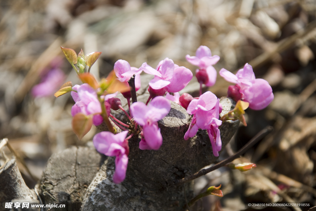 紫丁香花