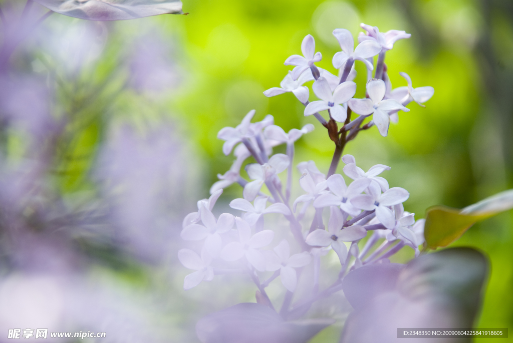 紫丁香花