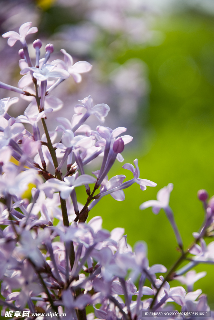 紫丁香花