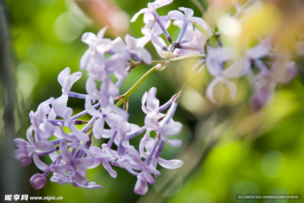 紫丁香花