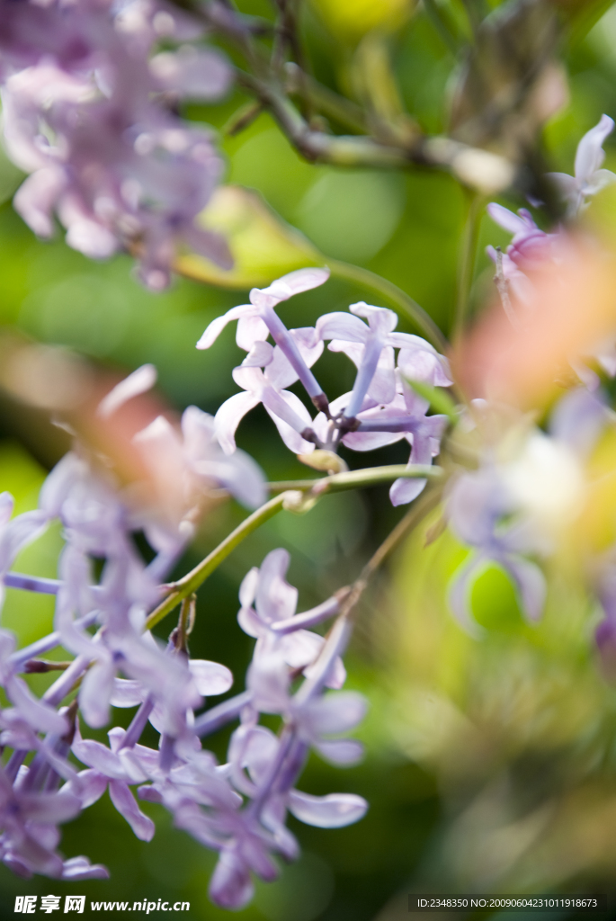紫丁香花