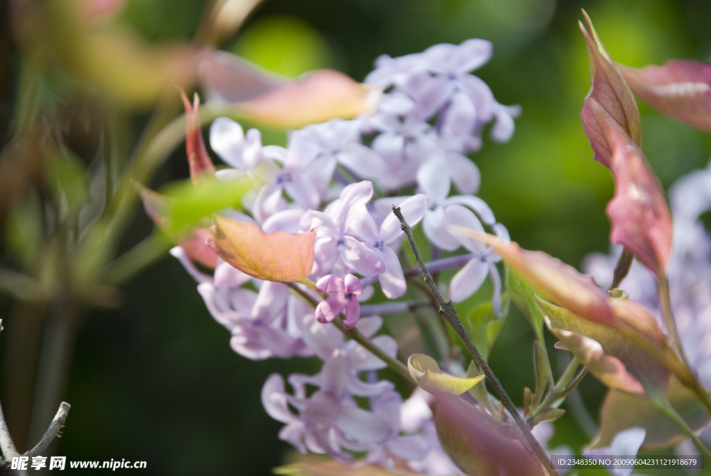 紫丁香花