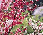 花草