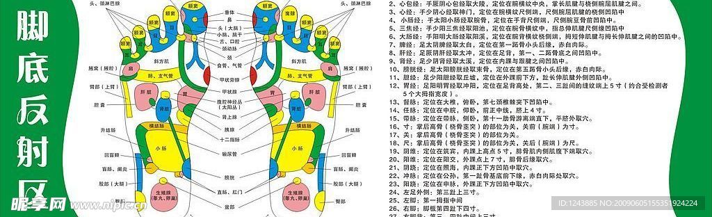 脚底反射区图例