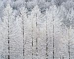 雪松