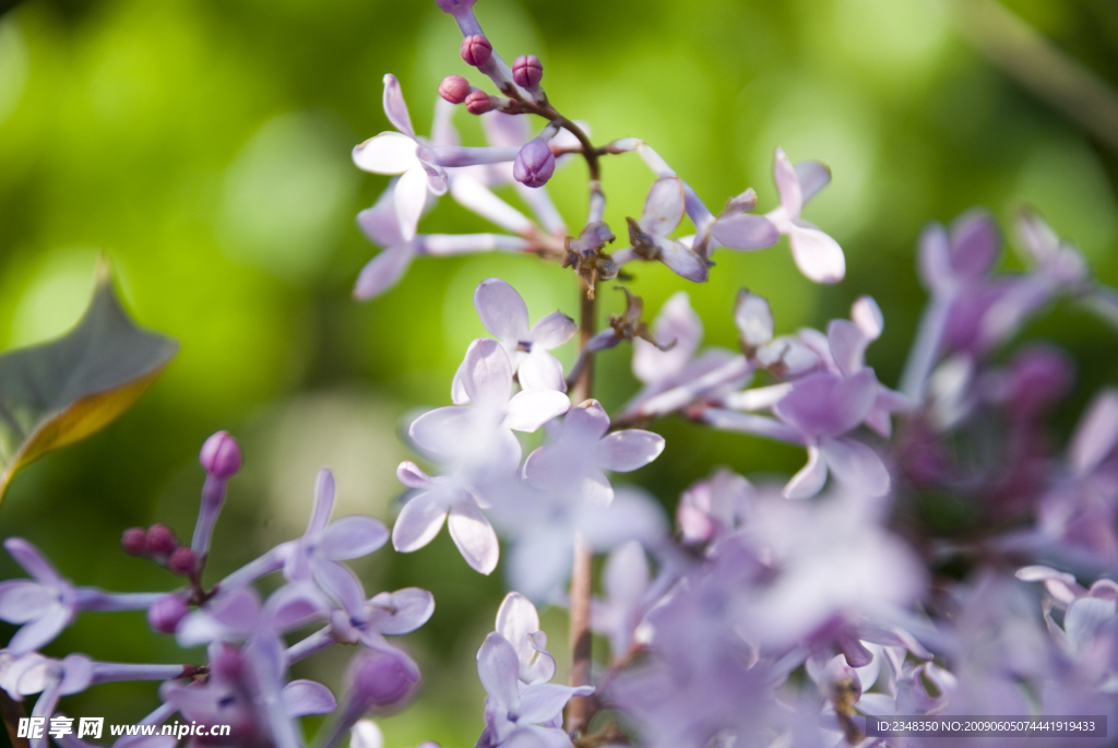 紫丁香花