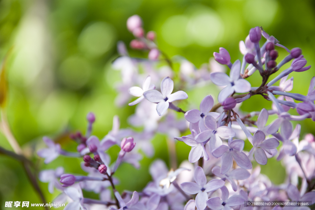 紫丁香花