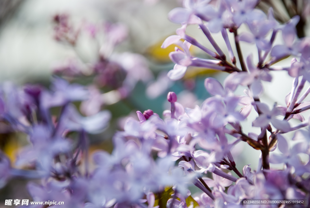 紫丁香花