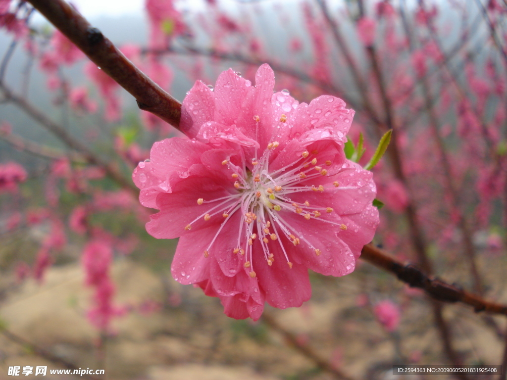 桃花