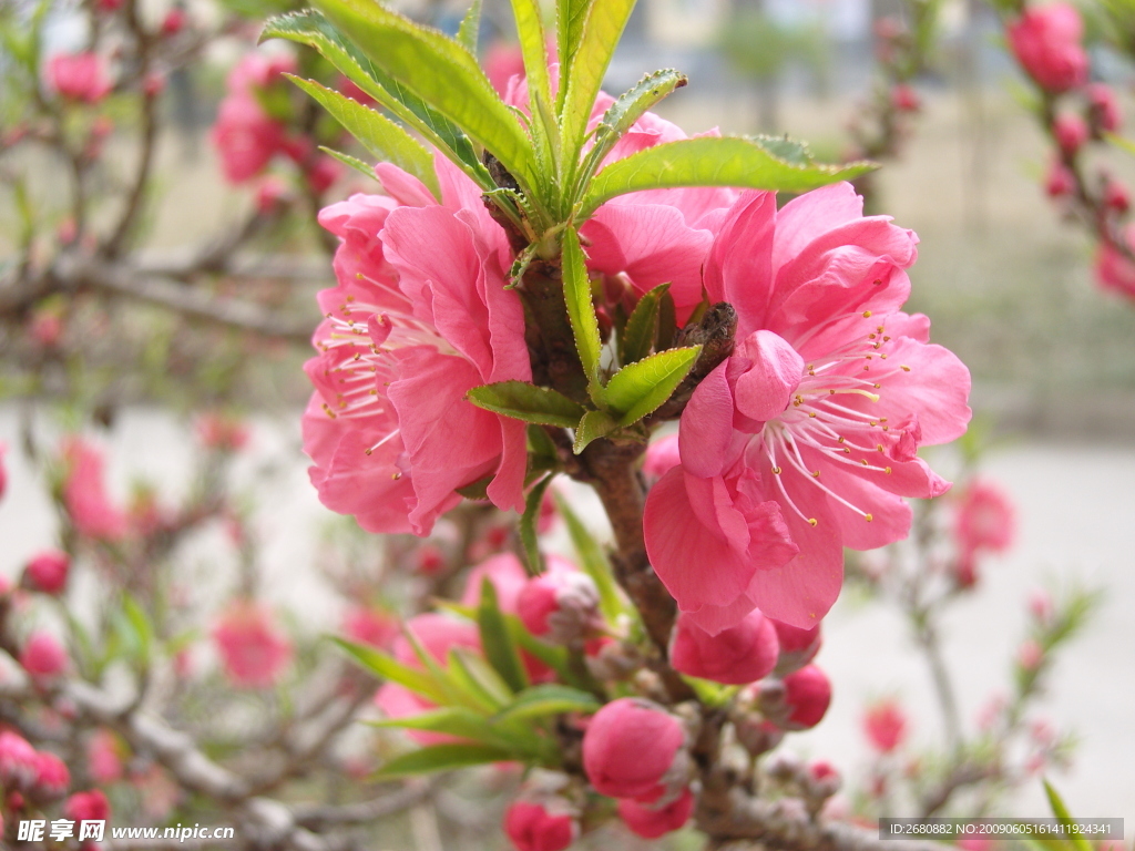 桃花