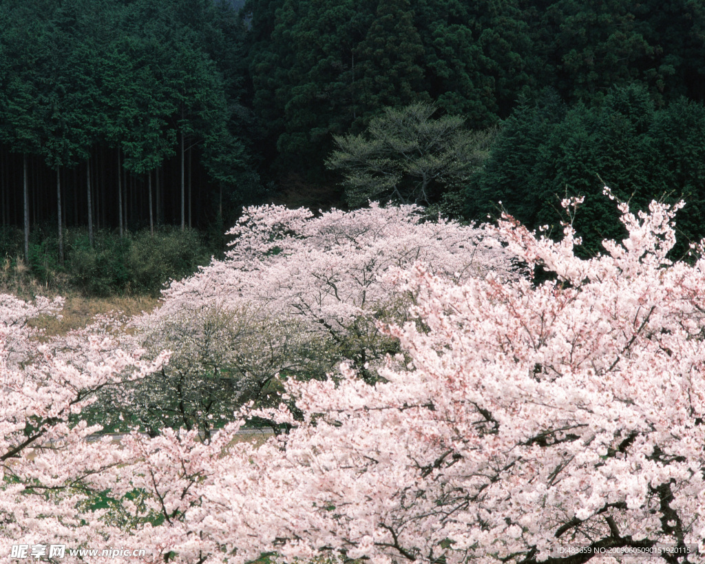 花海